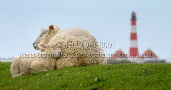 Tierpostkarte Schafe vor dem Leuchtturm Westerhever